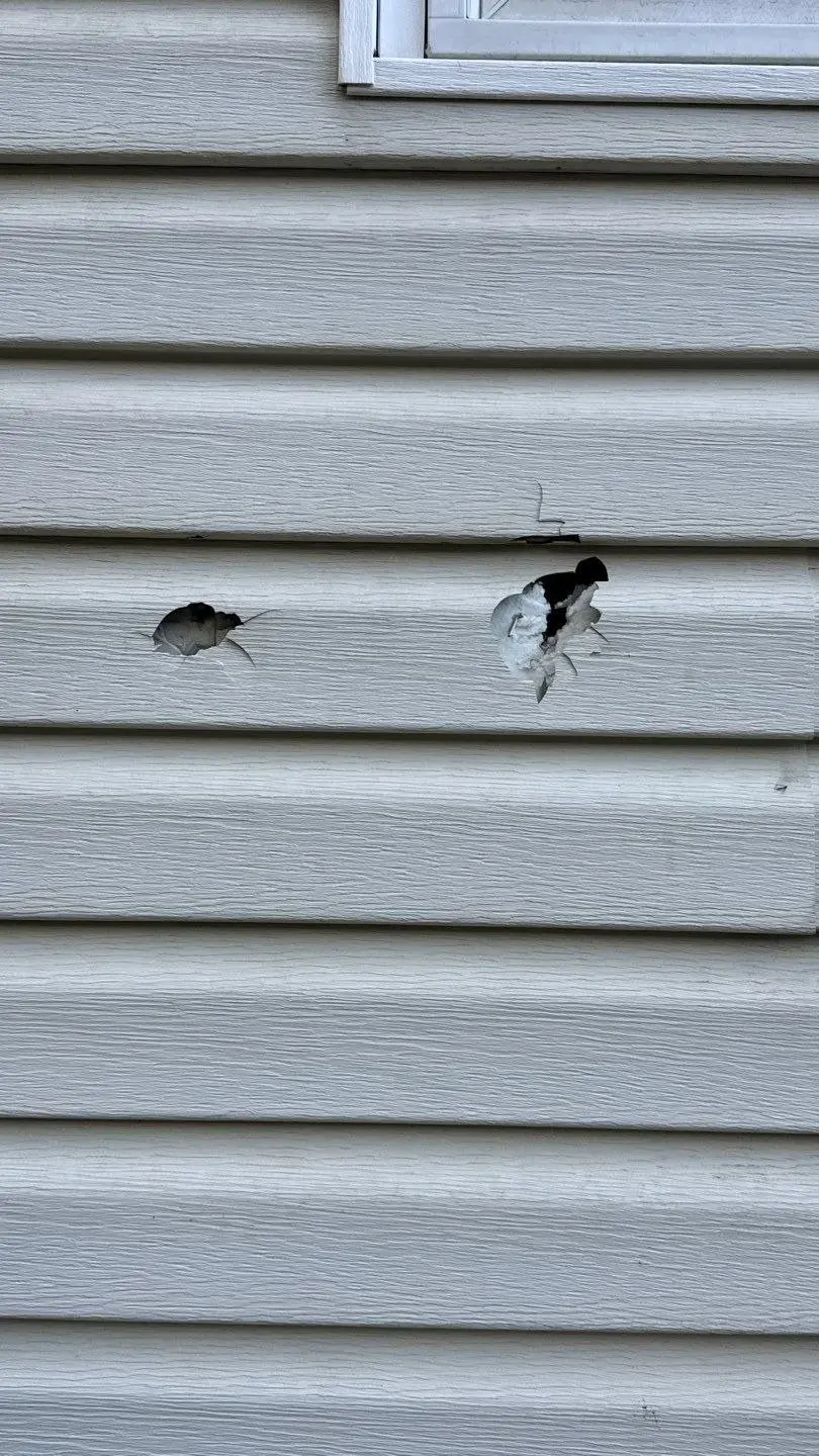 Vinyl siding with holes punched through two panels